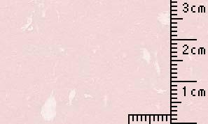 O Kフェザ―ワルツ 桜 90kg   360x195mmY 144枚