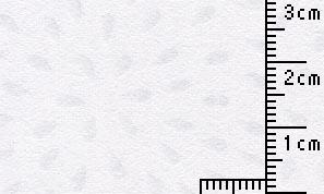 玉 しき きっか 雪 100kg  210x307mmT  30枚
