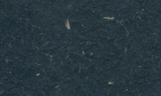 グムンドマザーアース-FS ムアブラック 245kg