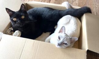 猫にゃコレクション 22枚