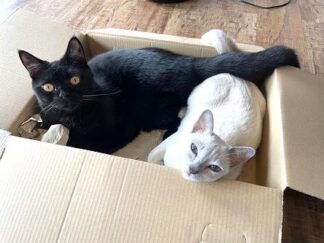 猫にゃコレクション 22枚