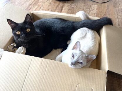 猫にゃコレクション 22枚